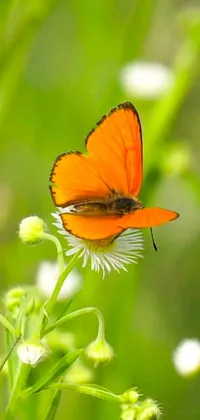 This phone live wallpaper showcases a vibrant orange butterfly perched on a flower in a natural landscape