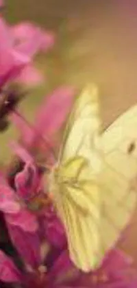 This live phone wallpaper showcases a striking image of a yellow butterfly perched atop a purple flower