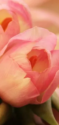 This phone live wallpaper showcases a full close-up portrait of pink tulip flowers with pastel pale orange colors that exhibit the intricate details of their delicate petals