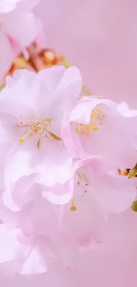 Flower Plant Petal Live Wallpaper