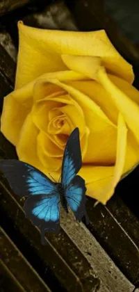 This live wallpaper for your phone showcases a beautiful yellow rose and blue butterfly resting on a wooden bench