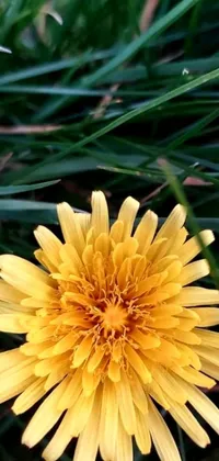 This lovely live phone wallpaper exhibits a close-up of a sunny yellow flower set in lush grass
