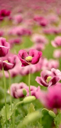 This phone live wallpaper showcases a stunning field filled with plenty of pink anemone flowers