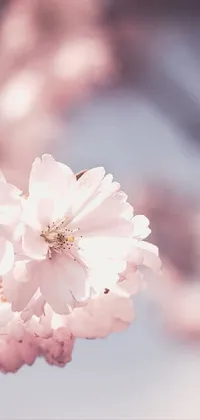 This phone live wallpaper showcases a beautiful close-up of a flower on a tree, with sakura petals floating around