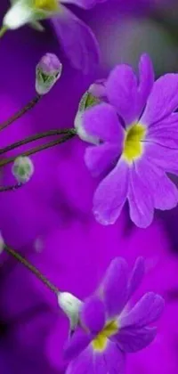This phone live wallpaper boasts a beautiful image of purple flowers in close detail, providing a serene and artistic display