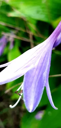 This stunning phone live wallpaper showcases a magnificent purple flower gently swaying on its stem