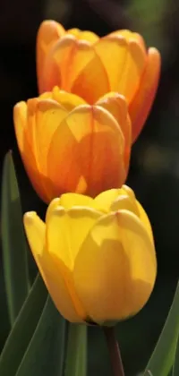 Add charm and elegance to your phone with this stunning live wallpaper! Feast your eyes on a gorgeous close-up of bright yellow tulips in full bloom, set against a picture-perfect orange blooming flower garden
