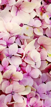 This gorgeous phone live wallpaper features a close-up view of stunning pink hydrangea flowers, captured in intricate detail