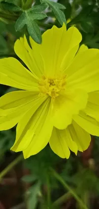 This phone live wallpaper depicts a yellow flower close-up, photographed by an artist