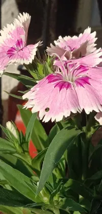 This is a beautiful live wallpaper displaying a close up shot of pink and white flowers in a pot