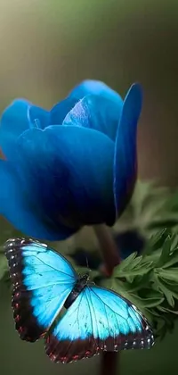 This blue live wallpaper features a small delicate flower adorned with a fluttering butterfly