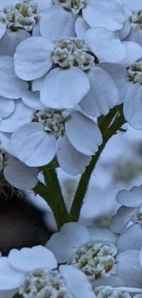 This live wallpaper features a picturesque close up view of beautiful white flowers, identified as verbena, captured in vivid detail by a macro photograph and transformed into digital art