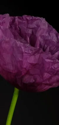 This phone live wallpaper features a stunning close-up of a vibrant purple flower on a black background