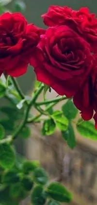 This stunning phone live wallpaper features a close-up of three gorgeous red roses beautifully arranged in a vase
