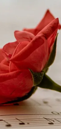 This phone live wallpaper features a striking composition of a bold, red rose resting atop a sheet of elegant music notes