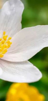 Indulge in the beauty of nature with this phone live wallpaper featuring a stunning close-up of a white flower and yellow stamen