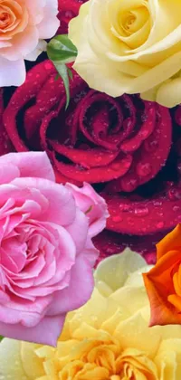 This stunning live wallpaper showcases a close up of multicolored roses that evoke beauty and elegance