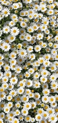 This lovely phone live wallpaper features a beautiful field of white flowers with yellow centers, creating a garden flowers pattern that is both minimalist and stunning