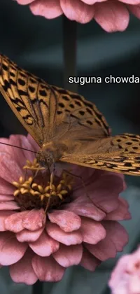 This phone live wallpaper features a stunning butterfly resting on a bright pink flower
