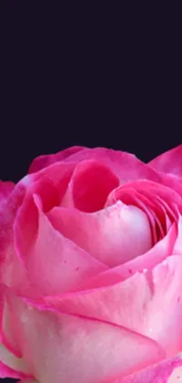 Enjoy the stunning pink and red hues of this gorgeous pink rose wallpaper