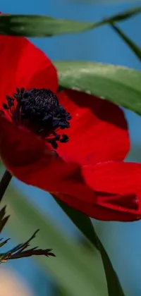 Add a touch of elegance to your phone's display with this stunning red anemone live wallpaper