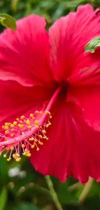 This phone live wallpaper boasts a stunning close-up of a red hibiscus flower on a tree
