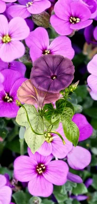 This stunning phone live wallpaper depicts a close-up of mesmerizing purple morning glory flowers with vivid green leaves