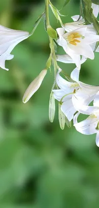 This phone live wallpaper showcases a lovely hummingbird in flight alongside a pure white flower against a gorgeous backdrop of blooming white lilies