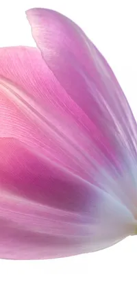This phone live wallpaper features a stunning close-up of a beautiful pink tulip on its stem against an isolated white background