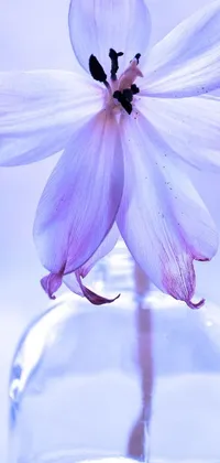 This live wallpaper for phone features a stunning flower in a glass vase