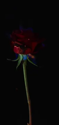 Looking for a dynamic and eye-catching live wallpaper for your phone? Look no further than the Red Rose Live Wallpaper, featuring a serene black background and a vivid red rose emerging from blue flames