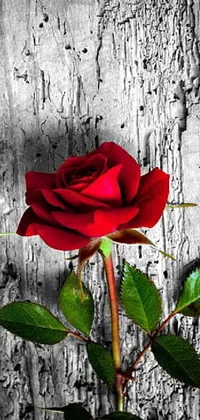 This phone live wallpaper features a stunning and elegant red rose sitting on a wooden table