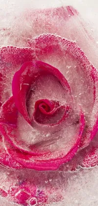 This pink rose live wallpaper features a closeup of a frozen rose petal, decorated with a hint of glitter for an accentuated shine