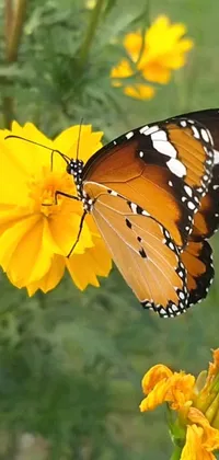 This live phone wallpaper showcases a graceful butterfly resting on a bright yellow flower in front of a stunning cosmos in the background