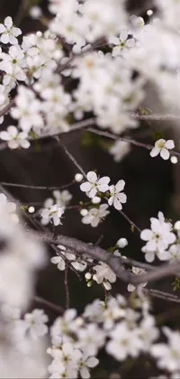 This phone live wallpaper features a stunning image of a tree decorated with delicate white flowers, set against a swirling vortex of plum petals