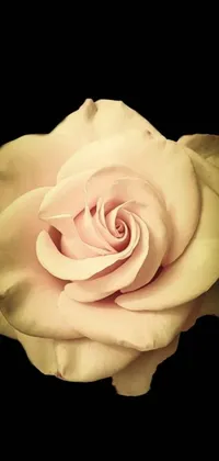 This live phone wallpaper displays a bright pink rose against a black background, created using intense colorization techniques