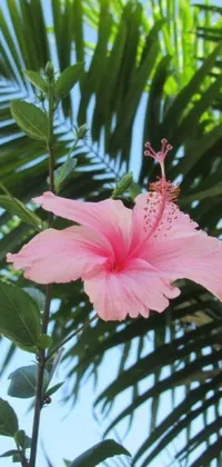 This live wallpaper showcases a pink hibiscus flower seated atop a lush green tree in a marijuana garden, set against a sunny backdrop