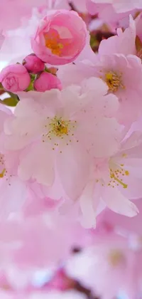 Gaze at the beauty of a close-up picture of pink flowers with a new phone live wallpaper