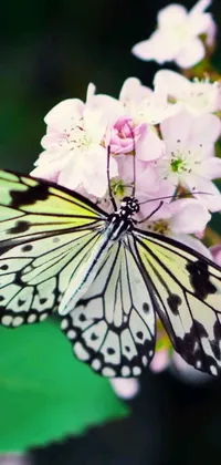 This stunning phone live wallpaper features a beautiful blue butterfly resting on a white and pink sakura flower with a long white stamen