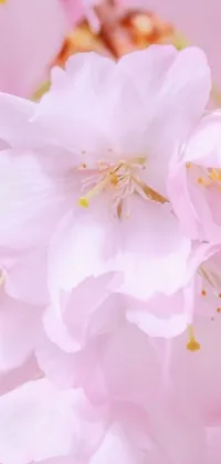 This phone live wallpaper features a cluster of pink flowers set against a soft pink background