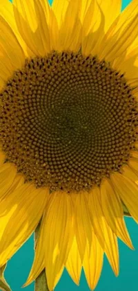 This stunning live wallpaper features a close up shot of a vibrant sunflower with a vibrant yellow and green intertwined petal design set against a beautiful blue background