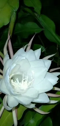 This live phone wallpaper depicts a white flower on a green plant in the nighttime
