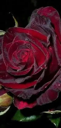 This phone wallpaper features a stunning digital rendering of a close-up red rose with black and purple petals on a dark background