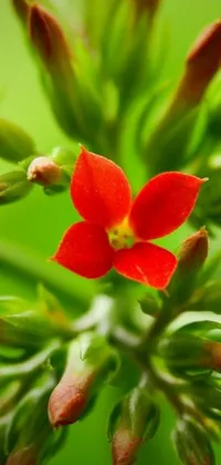 This live wallpaper boasts a captivating macro photo of a red flower resting on a plant's green foliage