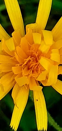 This phone live wallpaper features a highly detailed, macro photograph of a yellow marigold flower on a lush green field