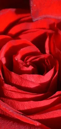 Bring the soothing beauty of nature to your phone with this stunning live wallpaper featuring a close-up of a red rose in a vase