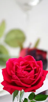 rose smell Live Wallpaper