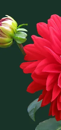 This mobile wallpaper features a stunning macro shot of a red dahlia flower with a verdant green backdrop