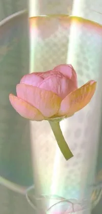 Enjoy a mesmerizing live wallpaper on your phone! Featuring a beautiful pink flower in a glass vase, this wallpaper has a zen-style filter that creates a peaceful ambiance