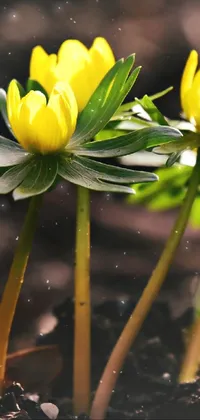 This phone live wallpaper showcases a breathtaking photo of yellow anemones growing out of the ground